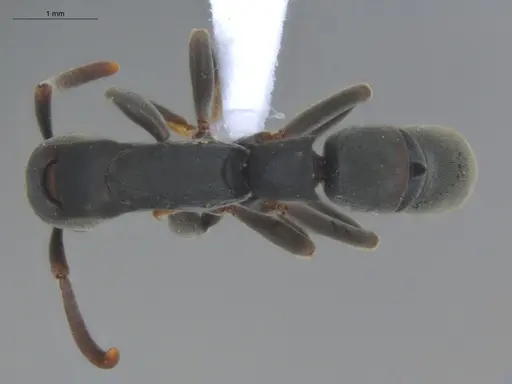 Platythyrea punctata - ECOFOG-BOUM-0093-05