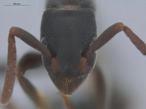 Platythyrea punctata - ECOFOG-BOUM-0093-05