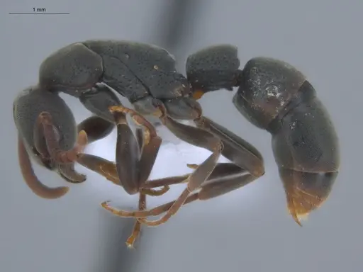 Platythyrea punctata - ECOFOG-BOUM-0093-05