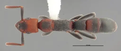 Platythyrea punctata - FMNHINS0000088649