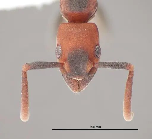 Platythyrea punctata - FMNHINS0000088649