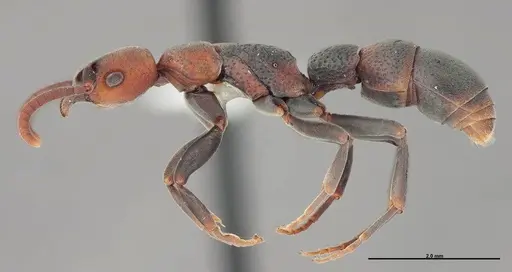 Platythyrea punctata - FMNHINS0000088649