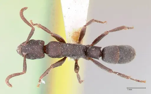 Platythyrea punctata - FOCOL0857