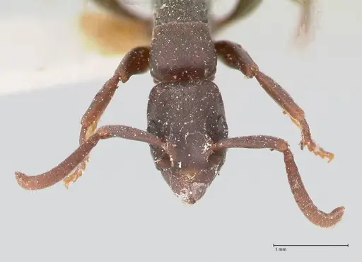 Platythyrea punctata - FOCOL0857