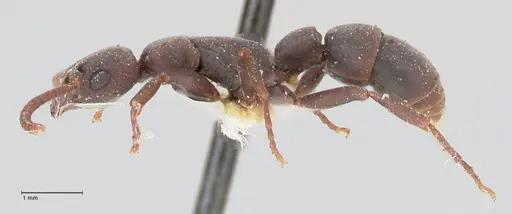 Platythyrea punctata - FOCOL0857