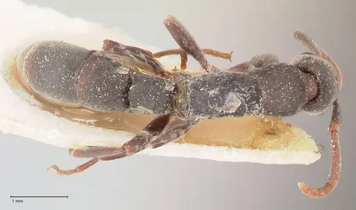 Platythyrea punctata - FOCOL0858