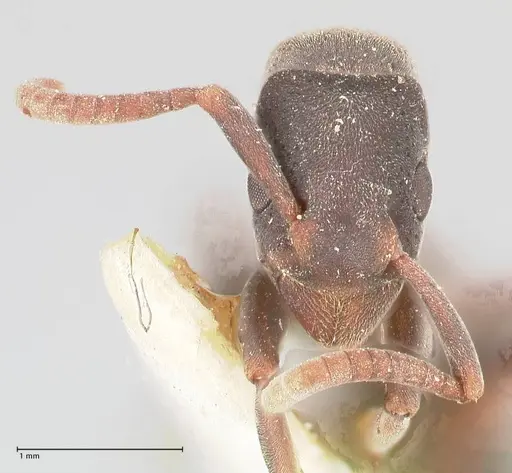 Platythyrea punctata - FOCOL0858