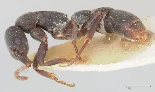 Platythyrea punctata - FOCOL0858