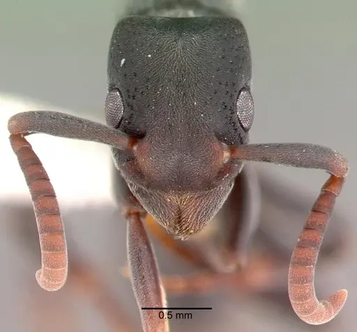 Platythyrea punctata - PSW7638-2