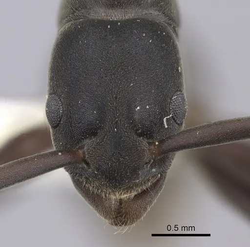 Platythyrea quadridenta specimen