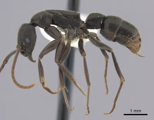Platythyrea quadridenta specimen