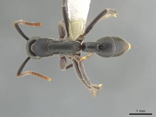 Platythyrea quadridenta - CASENT0634801