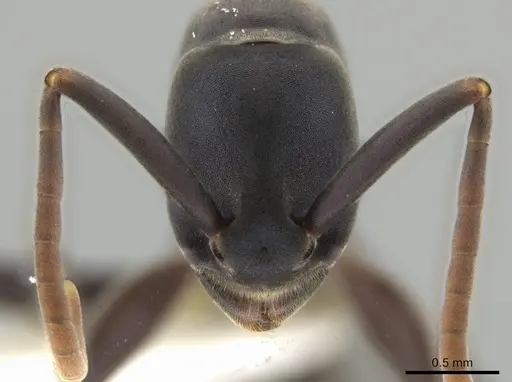 Platythyrea quadridenta - CASENT0634801