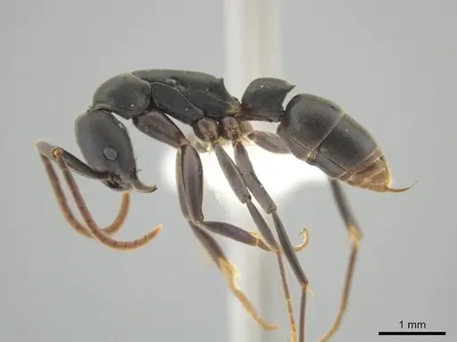 Platythyrea quadridenta - CASENT0634801