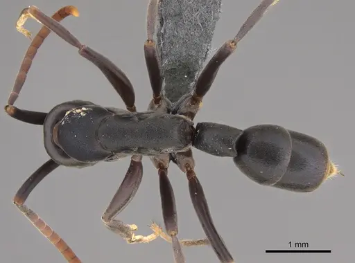 Platythyrea quadridenta - CASENT0746017