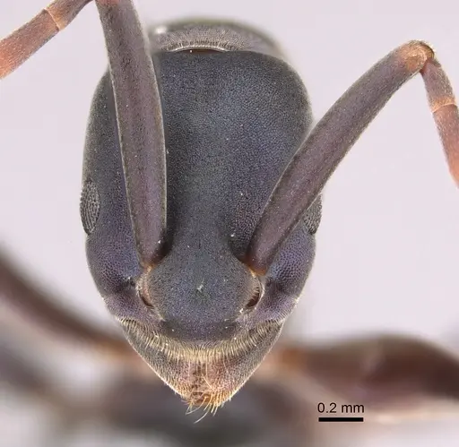 Platythyrea quadridenta - CASENT0746017