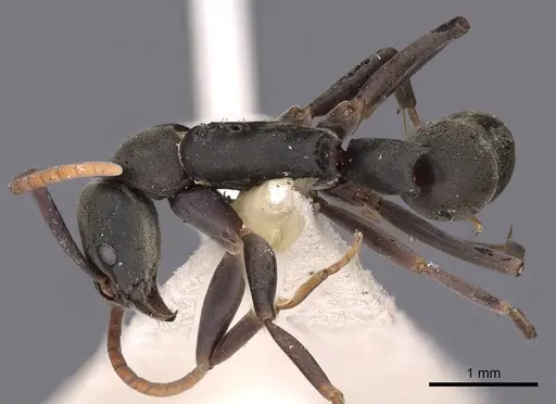 Platythyrea quadridenta - CASENT0900569