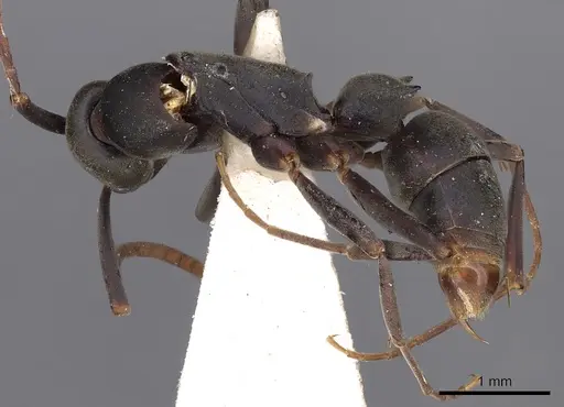 Platythyrea quadridenta - CASENT0900569