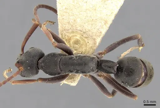 Platythyrea sagei specimen