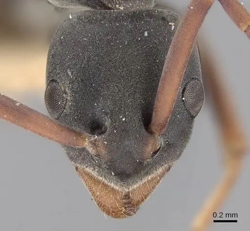 Platythyrea sagei specimen