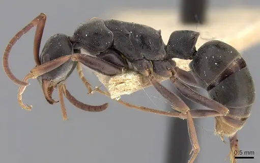 Platythyrea sagei specimen