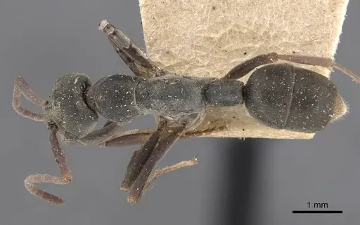 Platythyrea sagei - CASENT0907117