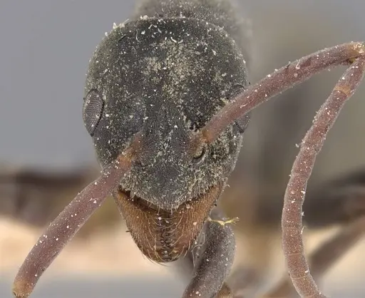 Platythyrea sagei - CASENT0907117