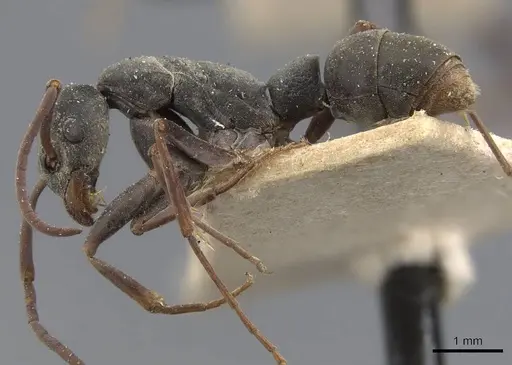 Platythyrea sagei - CASENT0907117