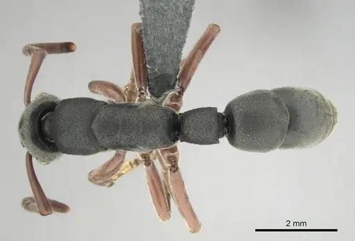 Platythyrea schultzei specimen