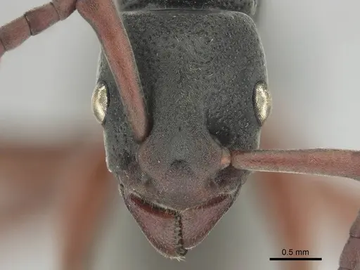 Platythyrea schultzei specimen