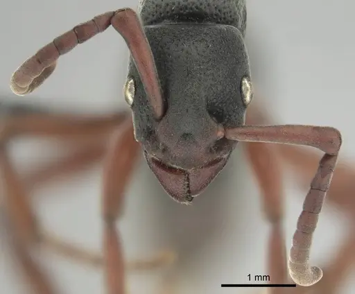 Platythyrea schultzei specimen