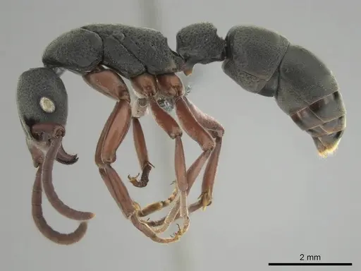 Platythyrea schultzei - CASENT0250184