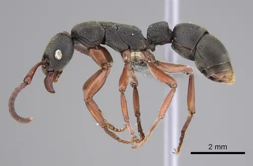 Platythyrea schultzei - CASENT0815127