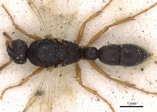 Platythyrea schultzei - CASENT0900573