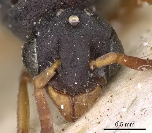 Platythyrea schultzei - CASENT0900573