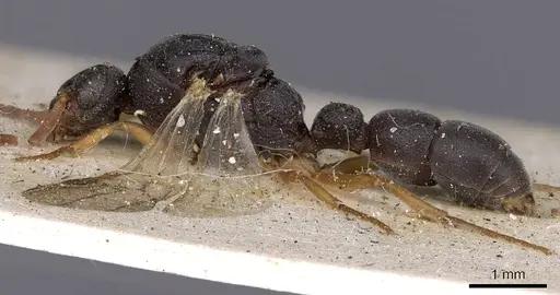 Platythyrea schultzei - CASENT0900573