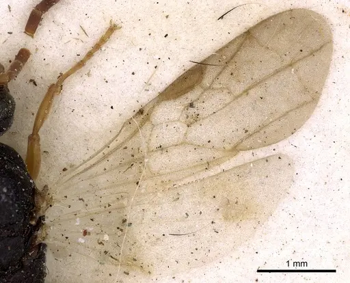 Platythyrea schultzei - CASENT0900573