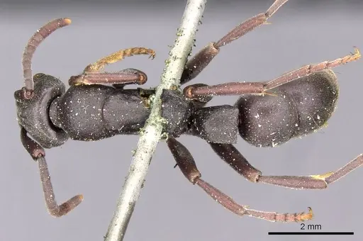 Platythyrea schultzei - CASENT0907102