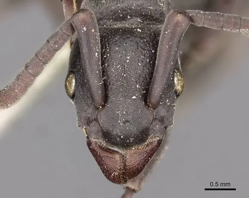 Platythyrea schultzei - CASENT0907102