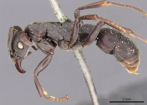 Platythyrea schultzei - CASENT0907102