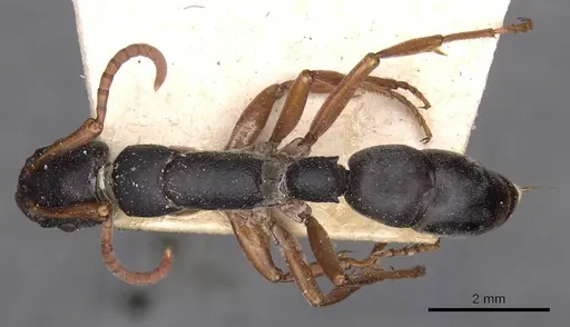 Platythyrea schultzei - CASENT0907109