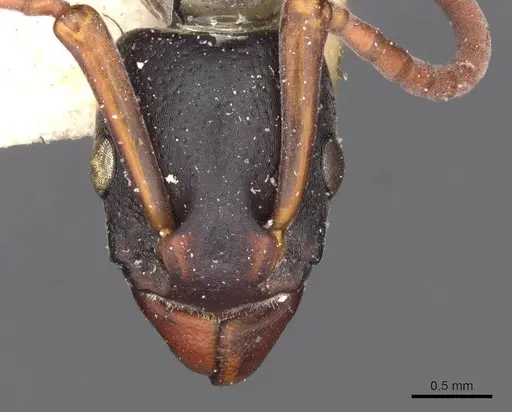 Platythyrea schultzei - CASENT0907109