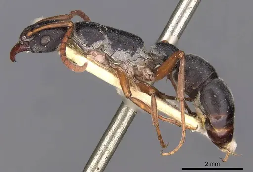 Platythyrea schultzei - CASENT0907109