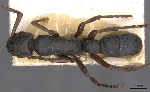 Platythyrea schultzei - CASENT0907110