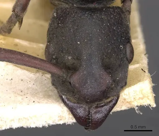 Platythyrea schultzei - CASENT0907110