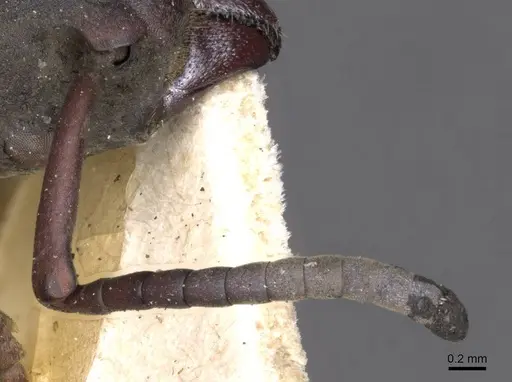 Platythyrea schultzei - CASENT0907110