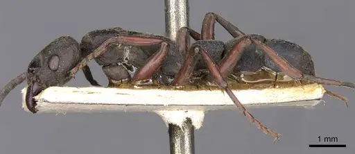 Platythyrea schultzei - CASENT0907110