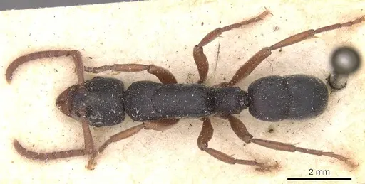 Platythyrea schultzei - CASENT0915151