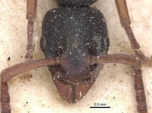 Platythyrea schultzei - CASENT0915151