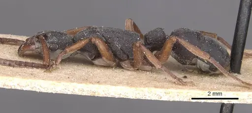 Platythyrea schultzei - CASENT0915151